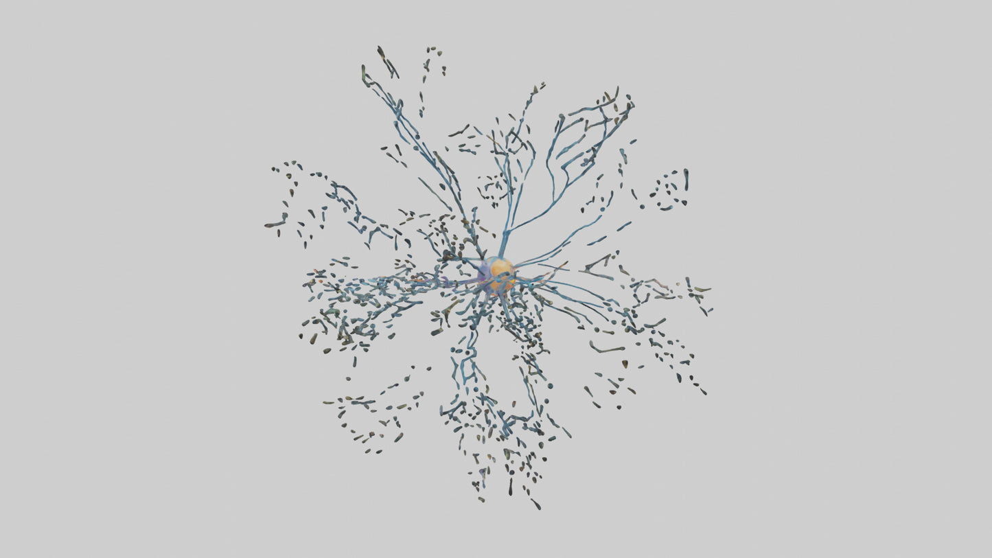 Human Sensory Neurons Model VR / AR / low-poly