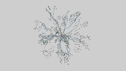 Human Sensory Neurons Model VR / AR / low-poly