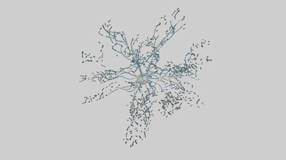 Human Sensory Neurons Model VR / AR / low-poly