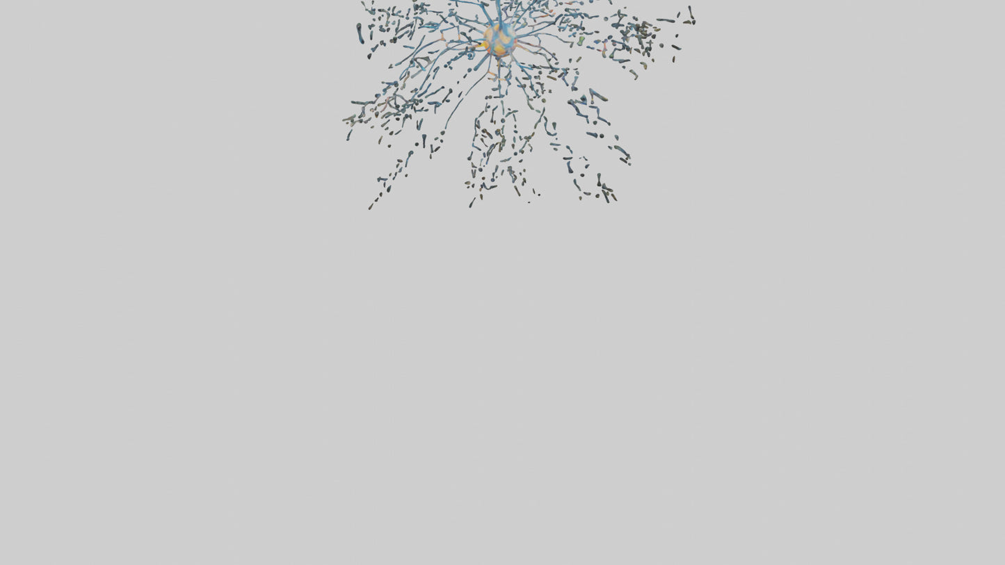 Human Sensory Neurons Model VR / AR / low-poly