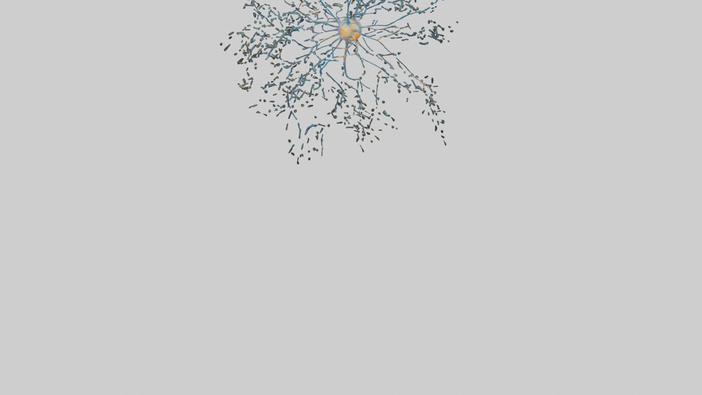 Human Sensory Neurons Model VR / AR / low-poly