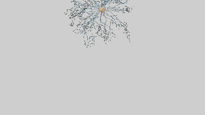 Human Sensory Neurons Model VR / AR / low-poly