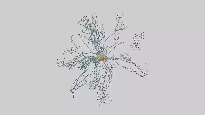 Human Sensory Neurons Model VR / AR / low-poly