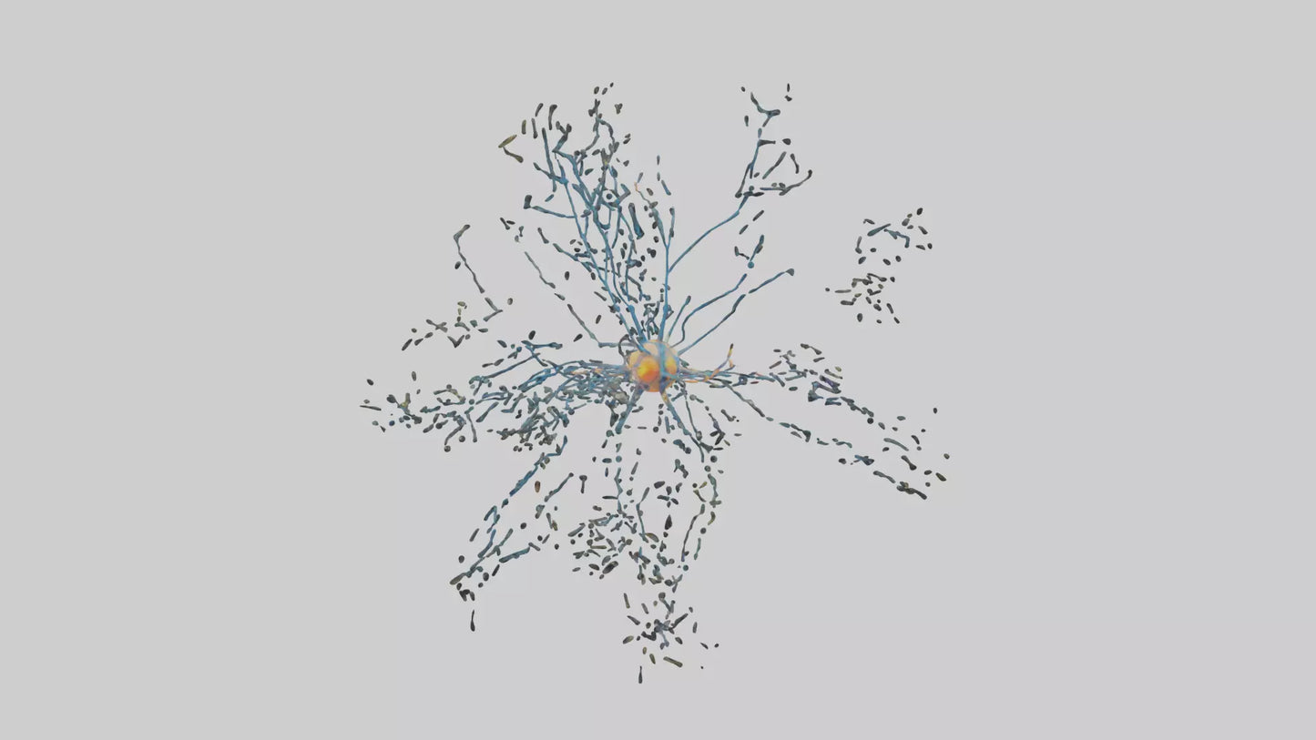 Human Sensory Neurons Model VR / AR / low-poly