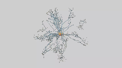 Human Sensory Neurons Model VR / AR / low-poly