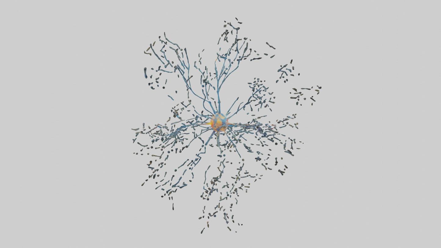 Human Sensory Neurons Model VR / AR / low-poly