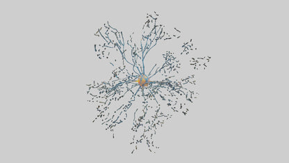 Human Sensory Neurons Model VR / AR / low-poly