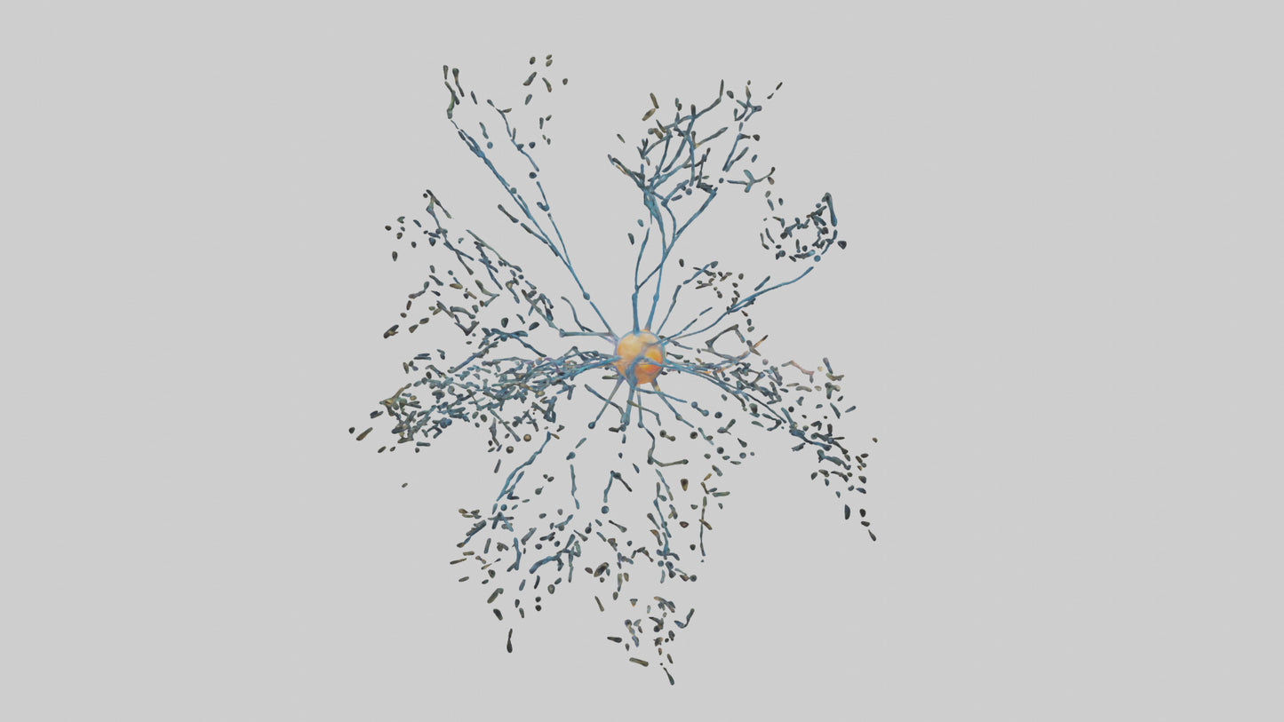 Human Sensory Neurons Model VR / AR / low-poly