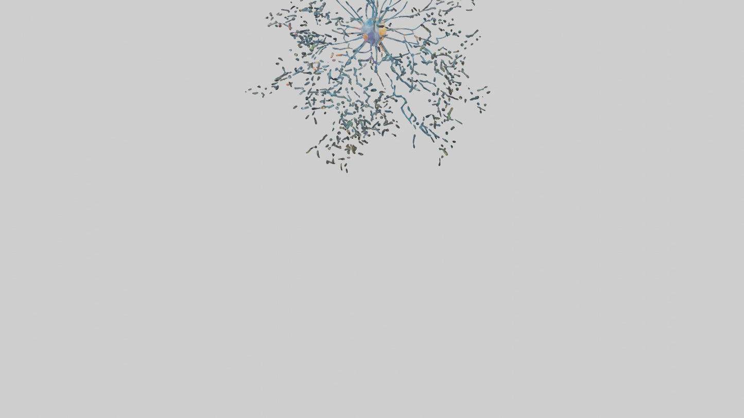 Human Sensory Neurons Model VR / AR / low-poly