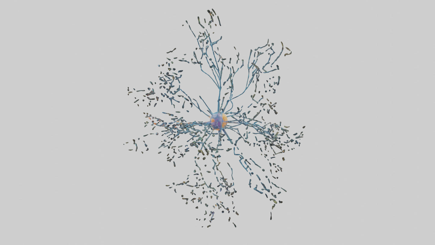 Human Sensory Neurons Model VR / AR / low-poly