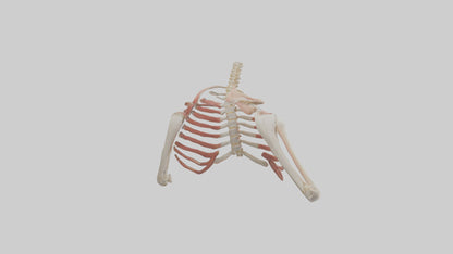 3D model Human Shoulder Anatomy Model VR / AR / low-poly