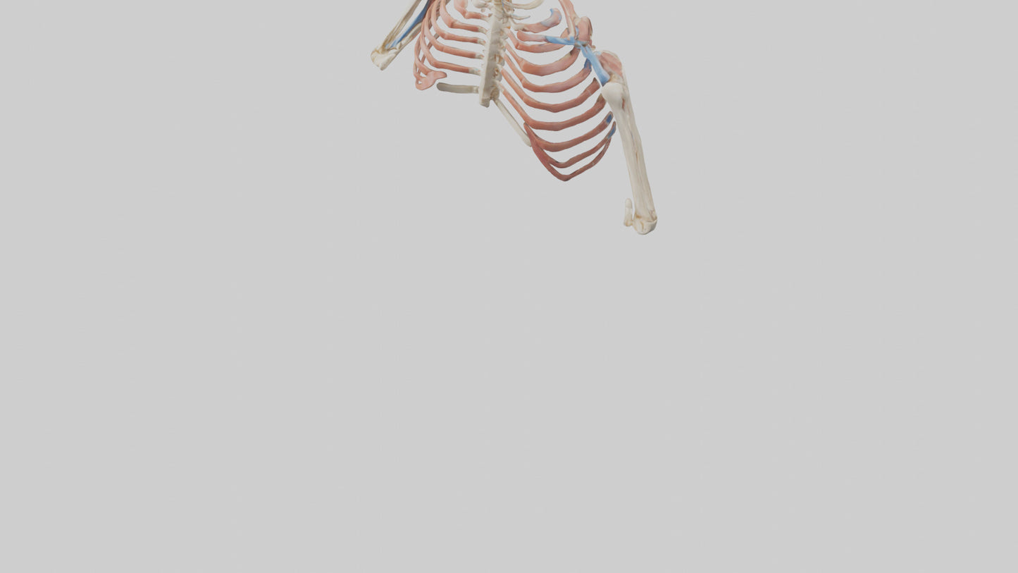 3D model Human Shoulder Anatomy Model VR / AR / low-poly