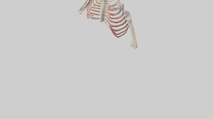 3D model Human Shoulder Anatomy Model VR / AR / low-poly