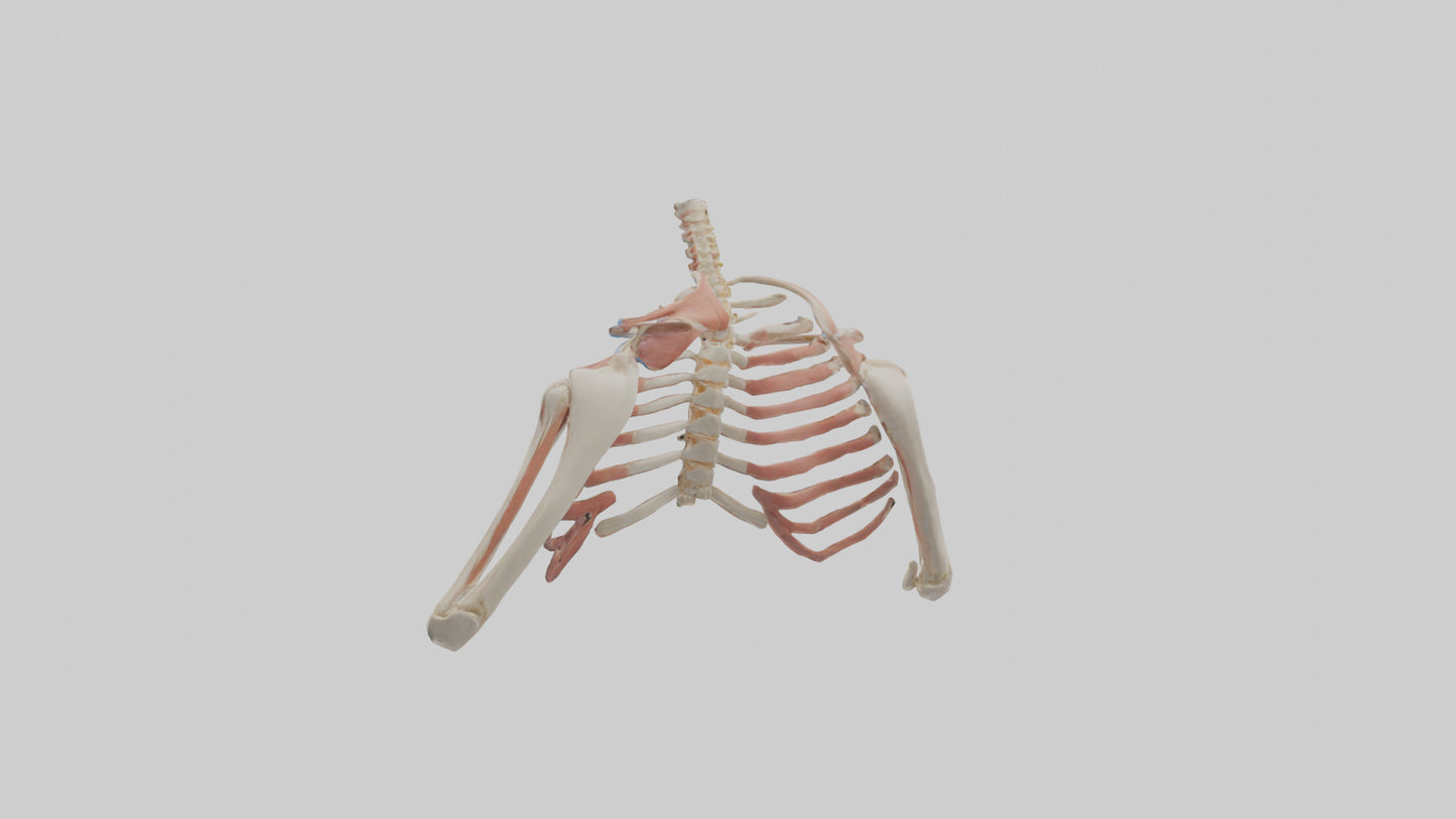 3D model Human Shoulder Anatomy Model VR / AR / low-poly