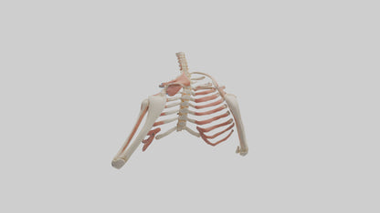 3D model Human Shoulder Anatomy Model VR / AR / low-poly