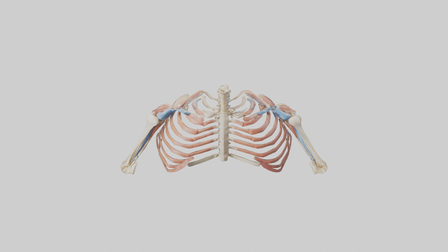 3D model Human Shoulder Anatomy Model VR / AR / low-poly