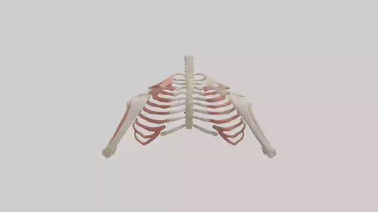 3D model Human Shoulder Anatomy Model VR / AR / low-poly