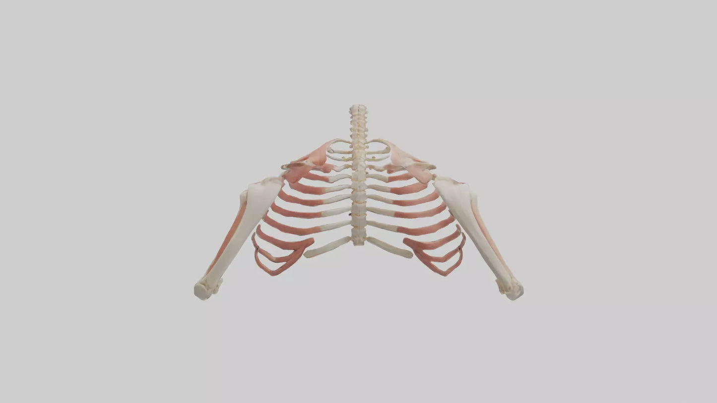 3D model Human Shoulder Anatomy Model VR / AR / low-poly