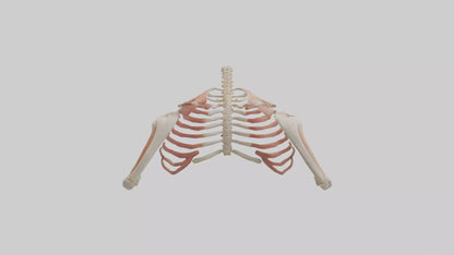 3D model Human Shoulder Anatomy Model VR / AR / low-poly