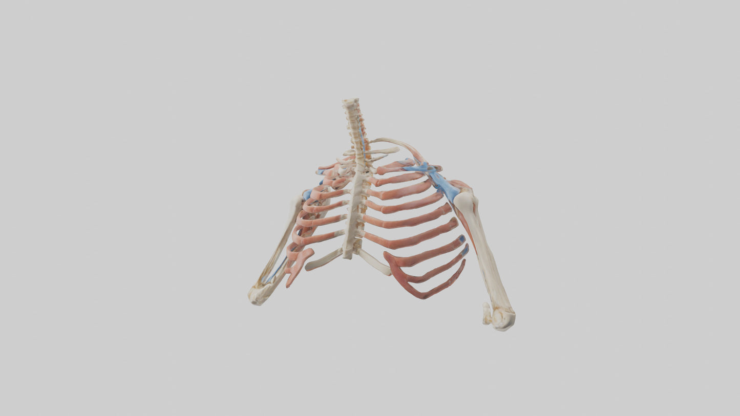 3D model Human Shoulder Anatomy Model VR / AR / low-poly