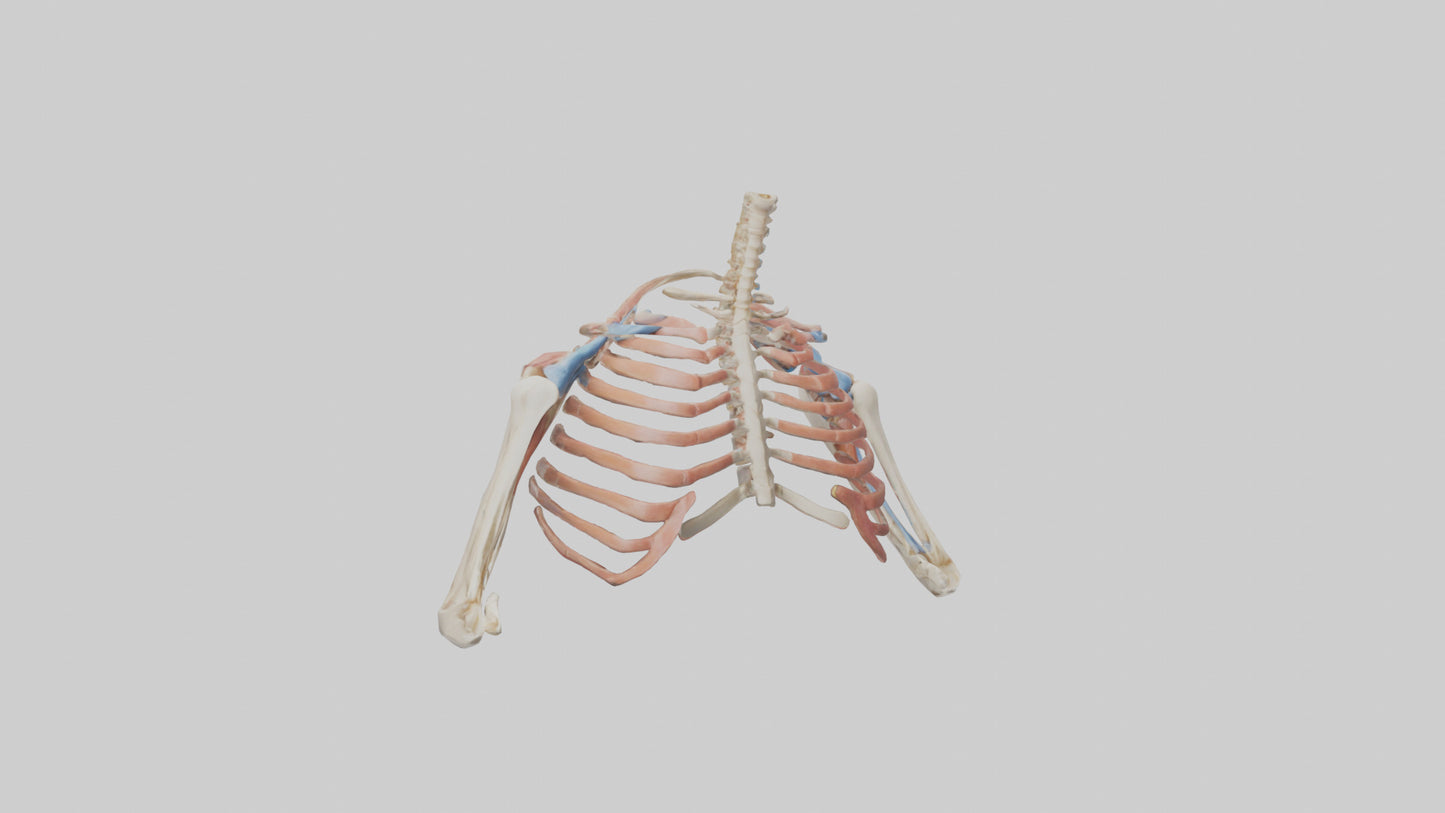 3D model Human Shoulder Anatomy Model VR / AR / low-poly