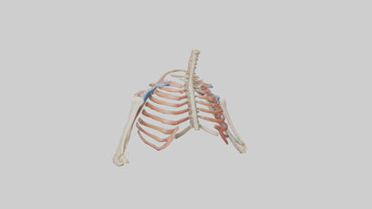 3D model Human Shoulder Anatomy Model VR / AR / low-poly