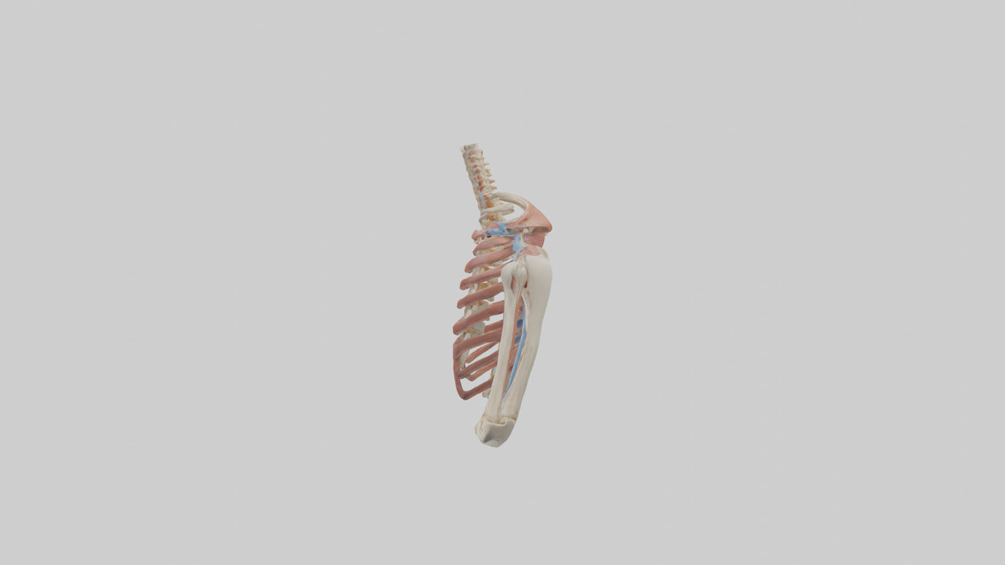 3D model Human Shoulder Anatomy Model VR / AR / low-poly
