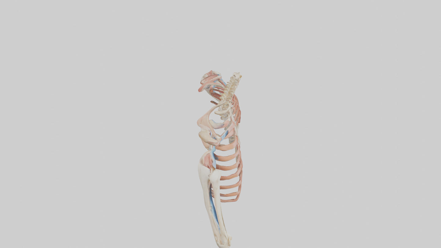 3D model Human Shoulder Anatomy Model VR / AR / low-poly