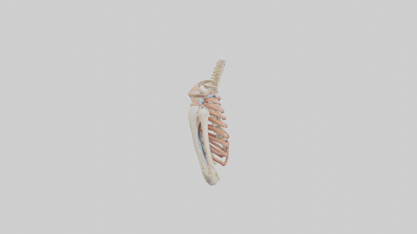 3D model Human Shoulder Anatomy Model VR / AR / low-poly