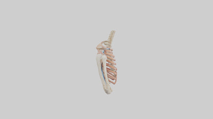 3D model Human Shoulder Anatomy Model VR / AR / low-poly