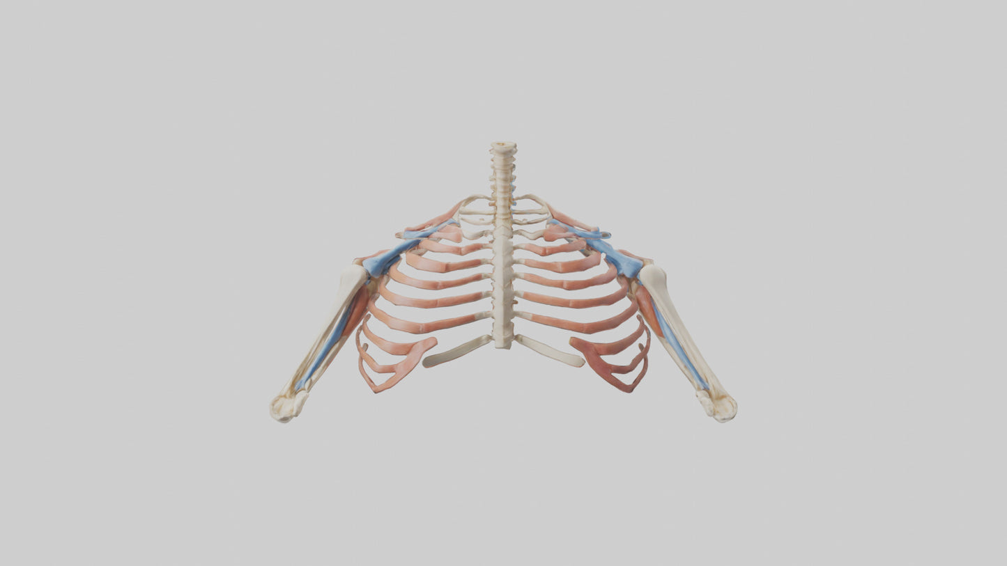 3D model Human Shoulder Anatomy Model VR / AR / low-poly