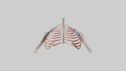 3D model Human Shoulder Anatomy Model VR / AR / low-poly