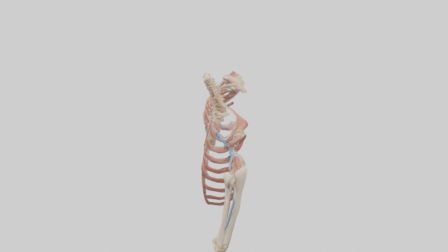 3D model Human Shoulder Anatomy Model VR / AR / low-poly