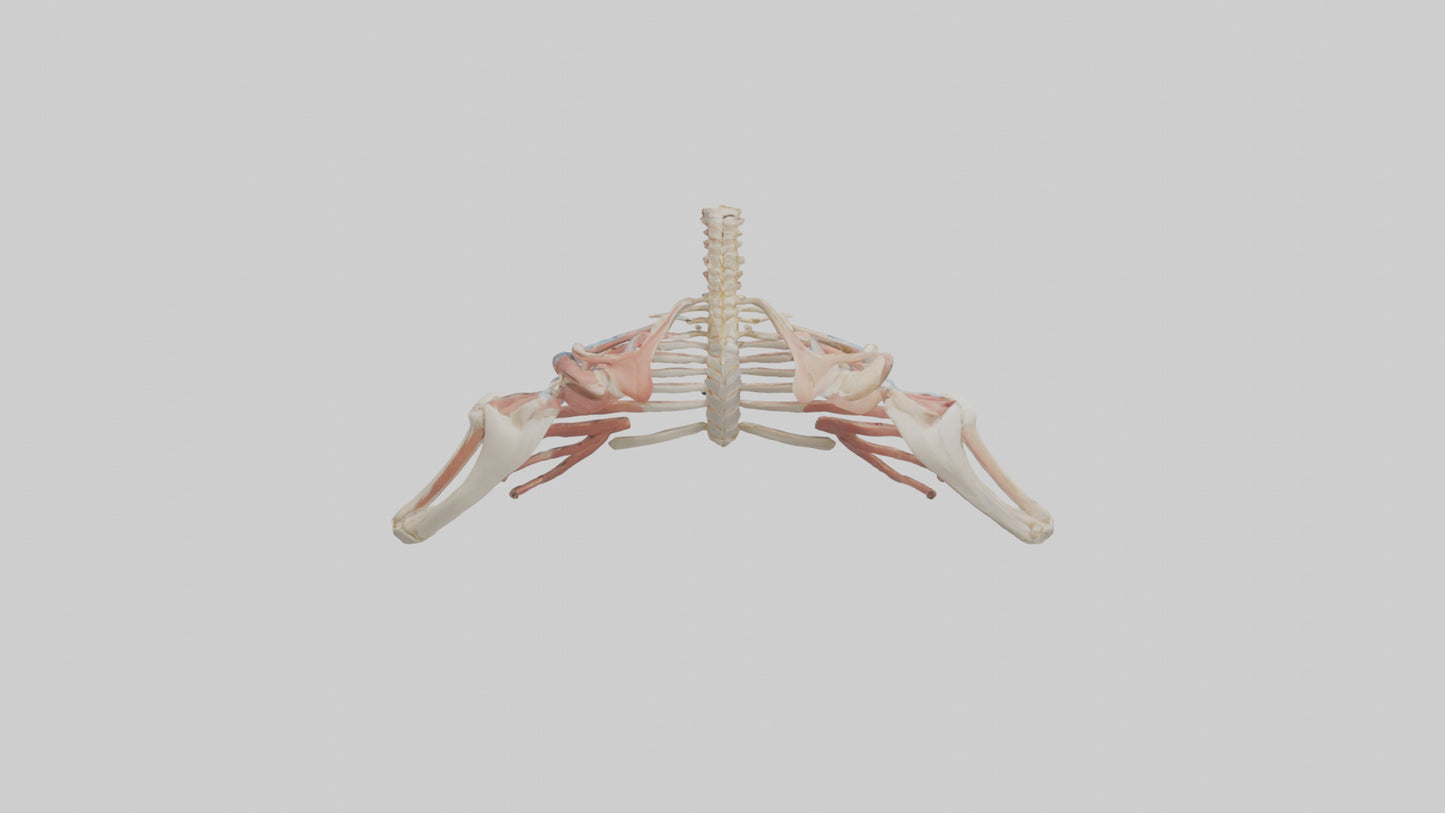 3D model Human Shoulder Anatomy Model VR / AR / low-poly