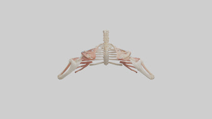 3D model Human Shoulder Anatomy Model VR / AR / low-poly