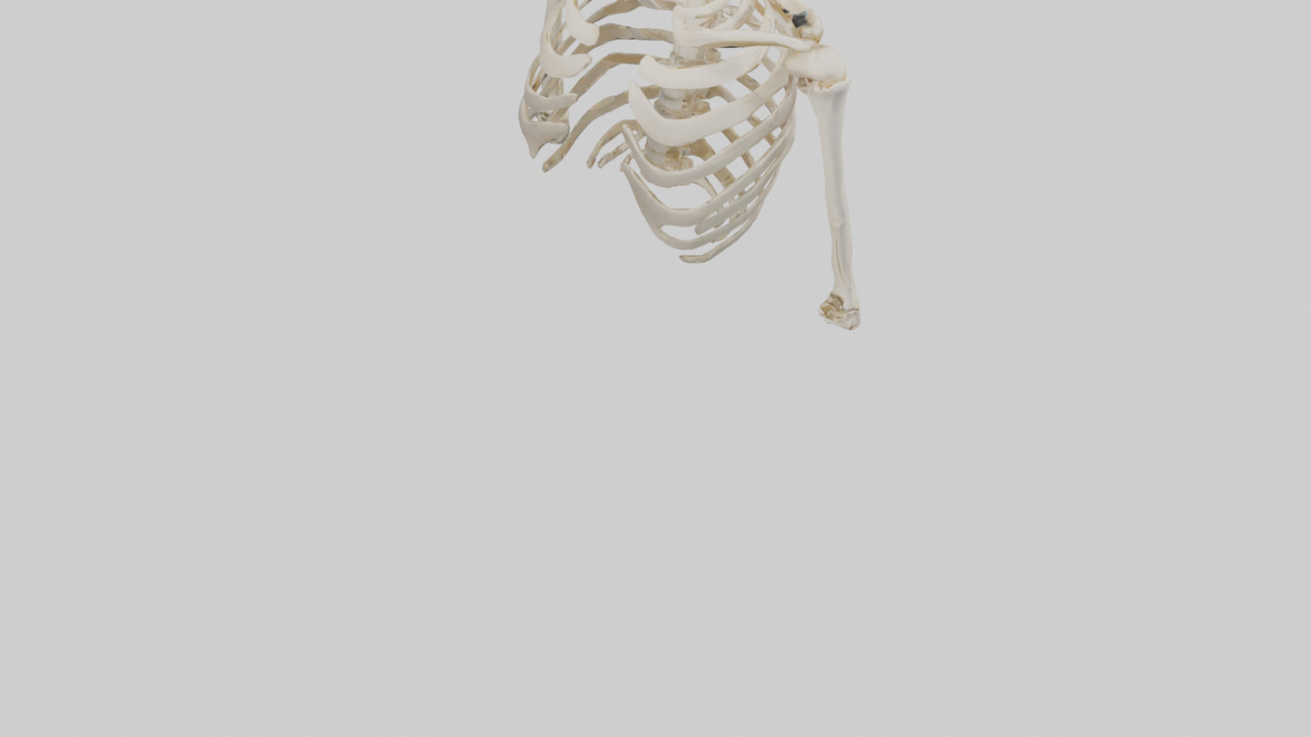 3D model Human Shoulder Skeleton model VR / AR / low-poly