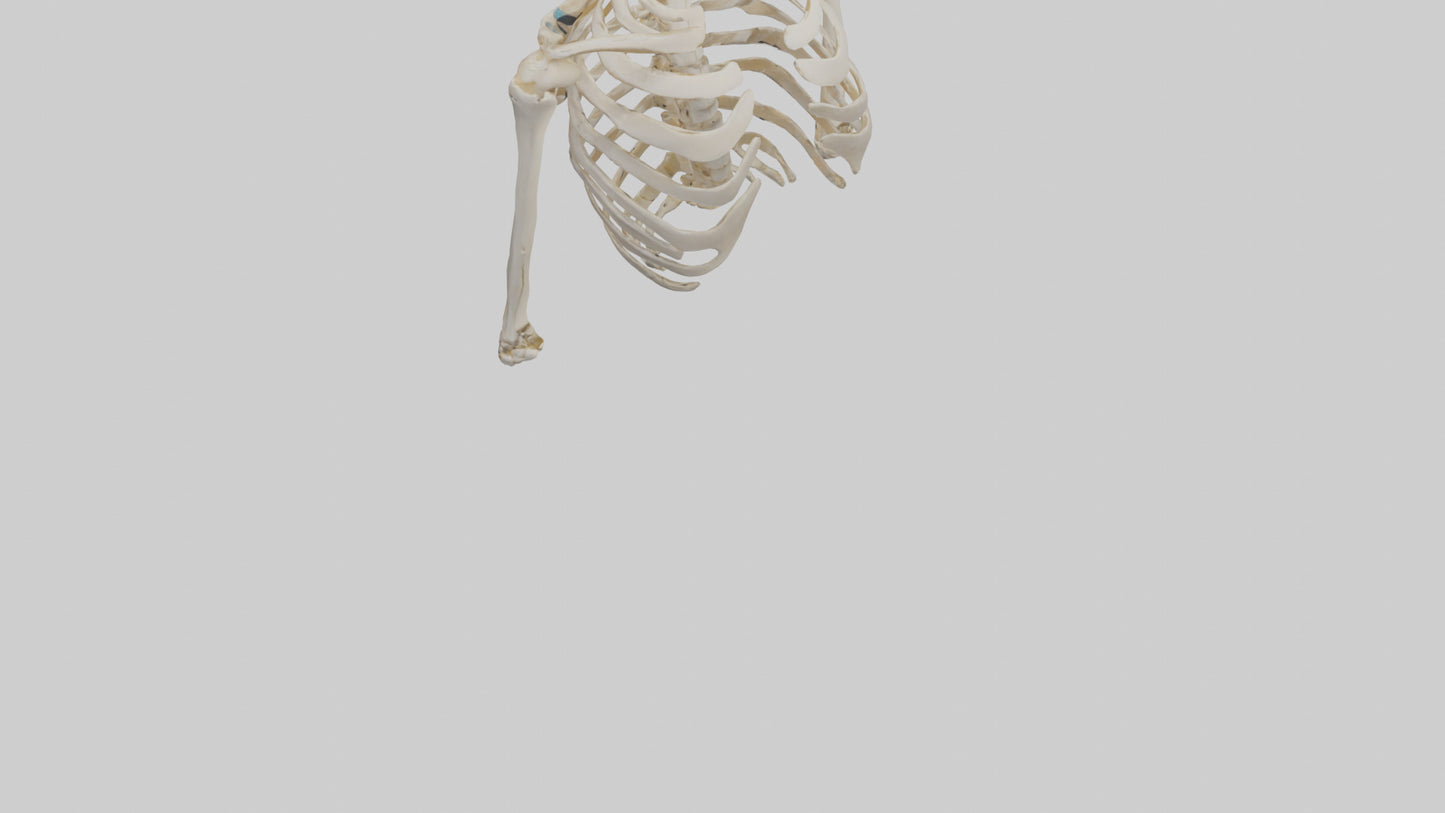 3D model Human Shoulder Skeleton model VR / AR / low-poly
