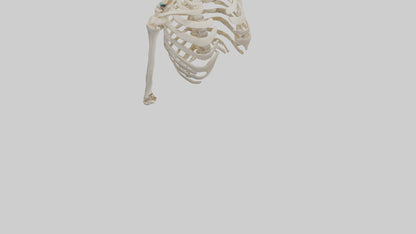 3D model Human Shoulder Skeleton model VR / AR / low-poly
