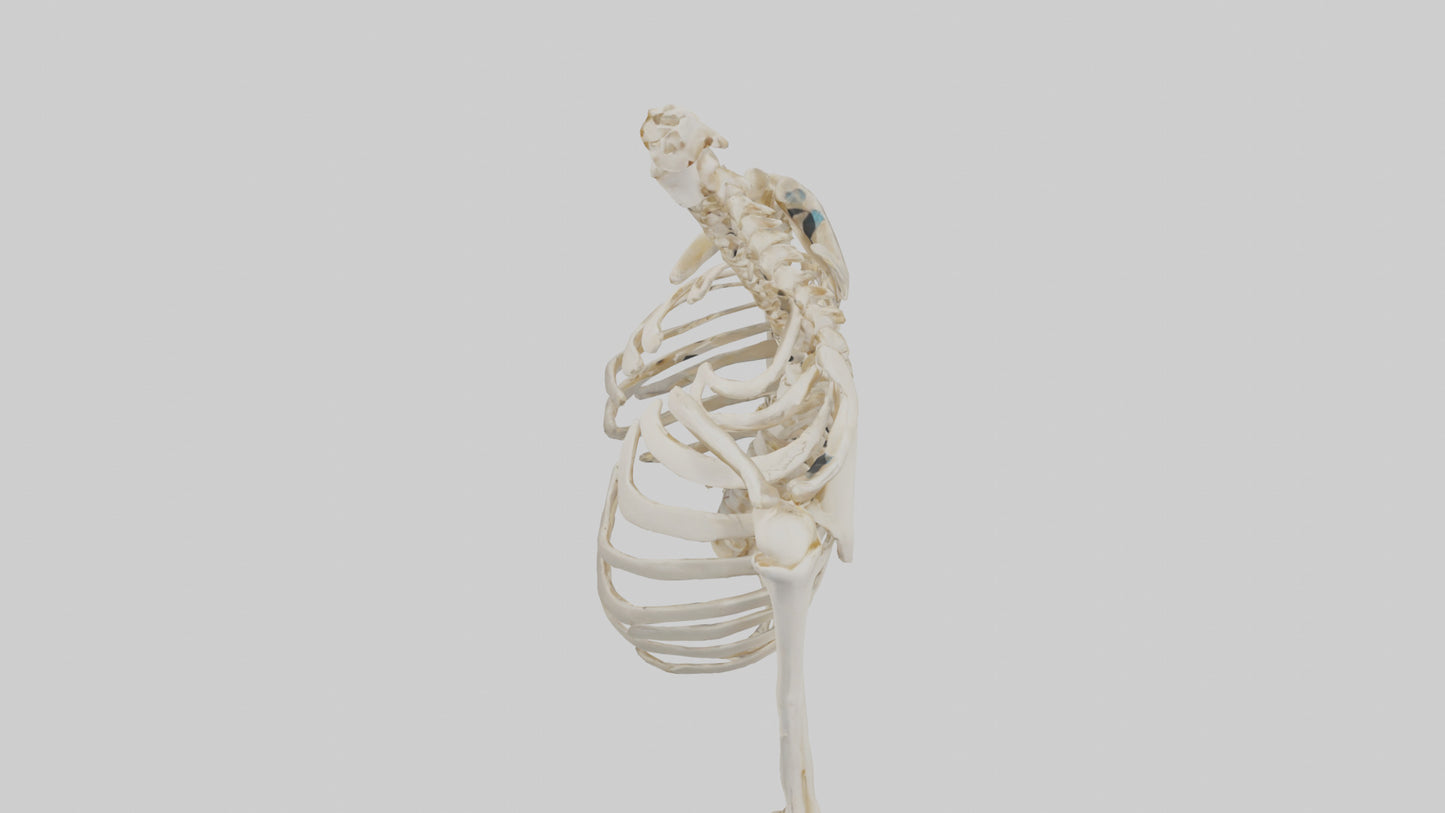 3D model Human Shoulder Skeleton model VR / AR / low-poly