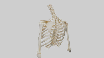 3D model Human Shoulder Skeleton model VR / AR / low-poly