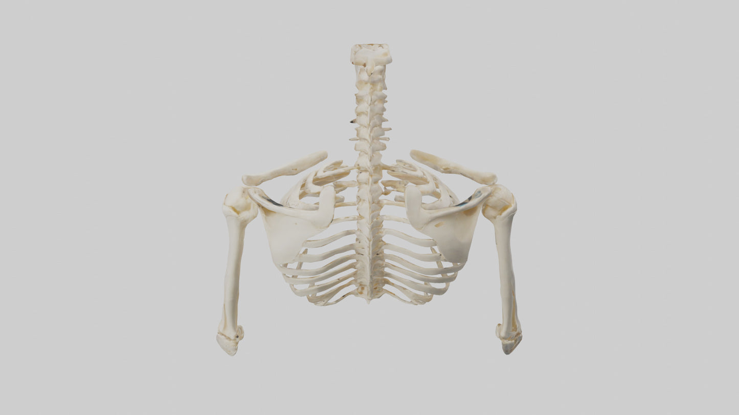 3D model Human Shoulder Skeleton model VR / AR / low-poly