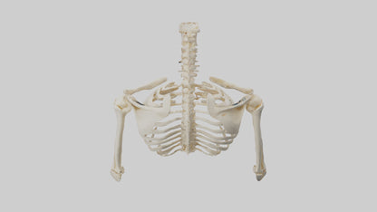 3D model Human Shoulder Skeleton model VR / AR / low-poly
