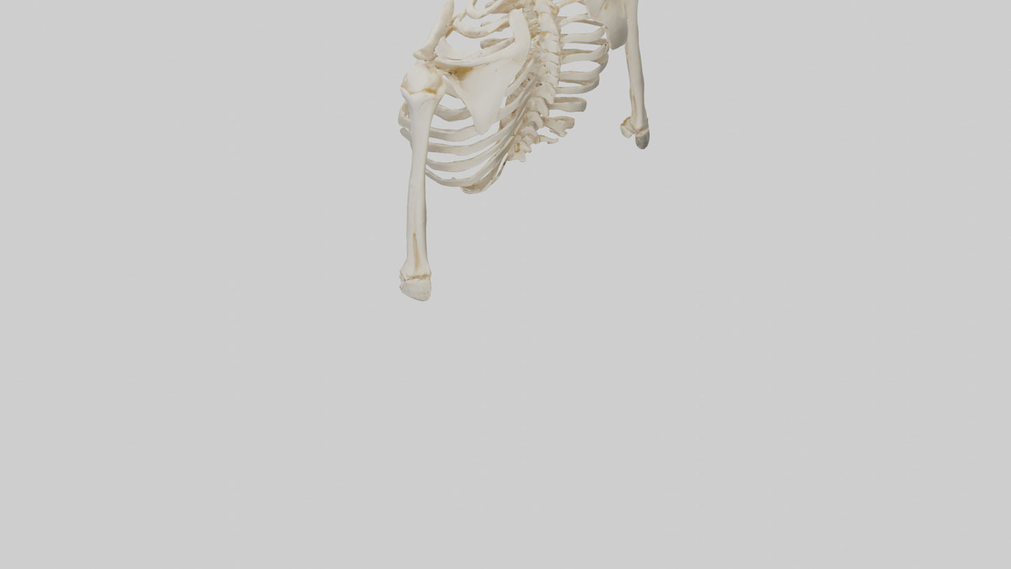 3D model Human Shoulder Skeleton model VR / AR / low-poly