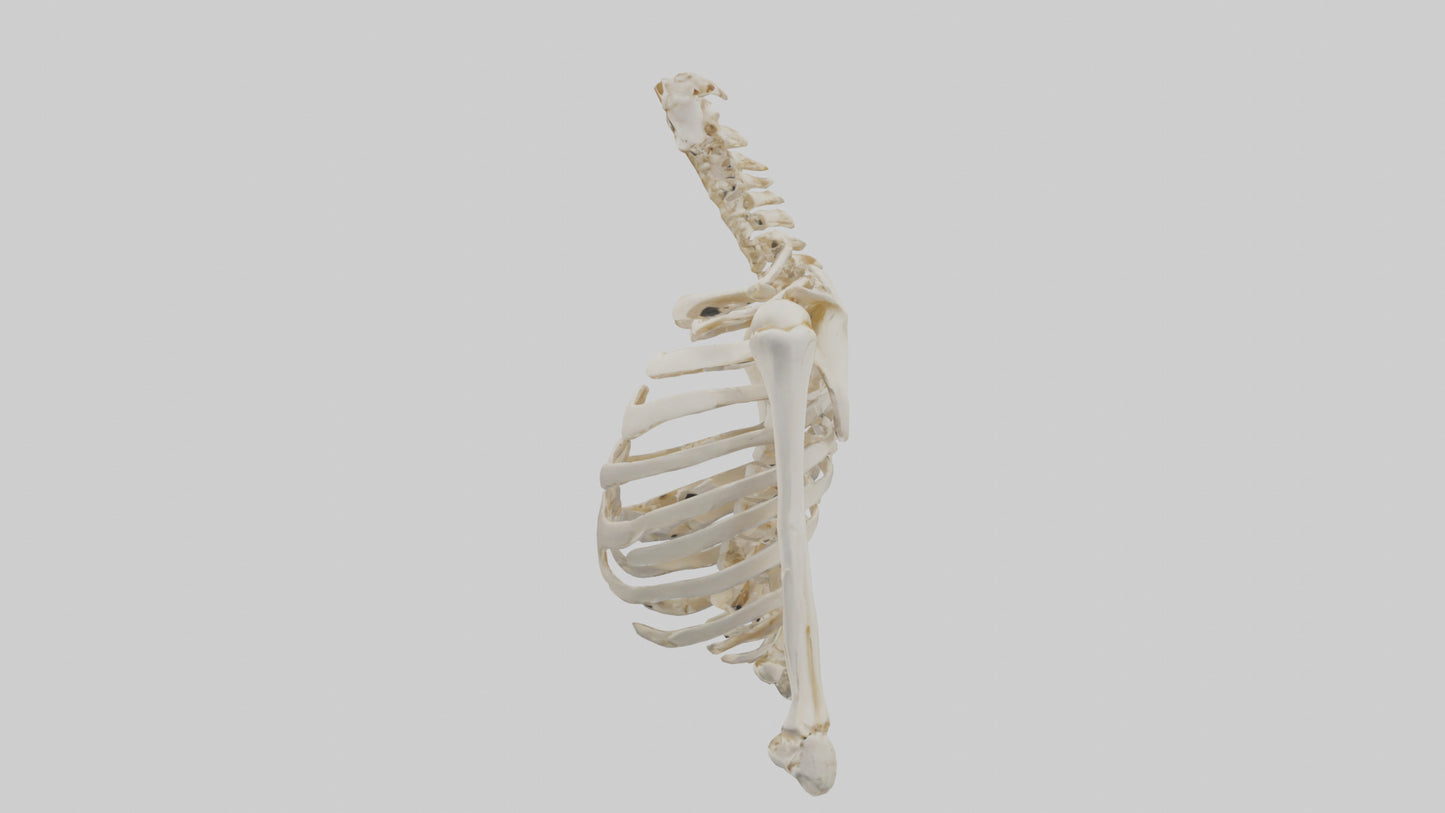 3D model Human Shoulder Skeleton model VR / AR / low-poly