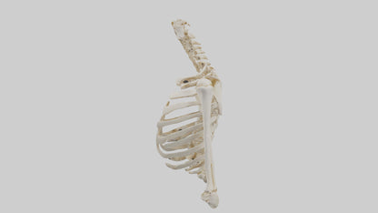 3D model Human Shoulder Skeleton model VR / AR / low-poly