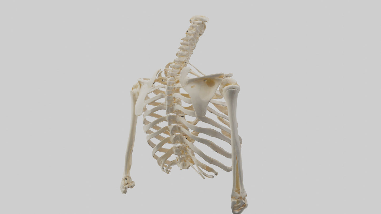 3D model Human Shoulder Skeleton model VR / AR / low-poly
