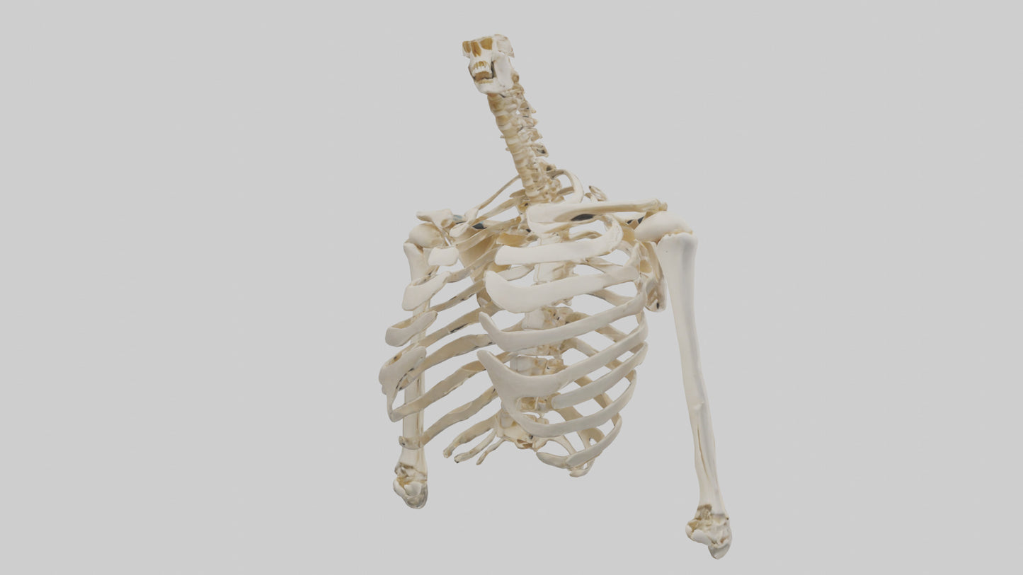 3D model Human Shoulder Skeleton model VR / AR / low-poly