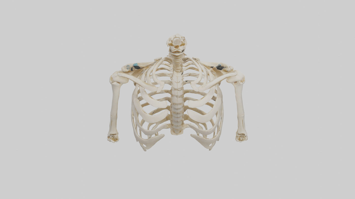 3D model Human Shoulder Skeleton model VR / AR / low-poly