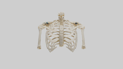 3D model Human Shoulder Skeleton model VR / AR / low-poly