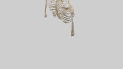 3D model Human Shoulder Skeleton model VR / AR / low-poly